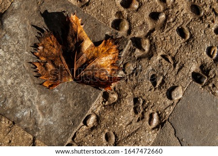 Old, wet, weathered maple leaf on stone ground after rain. 