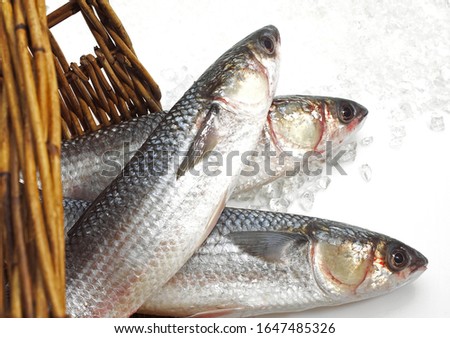 Mullet, chelon labrosus, Fresh Fishes on Ice 