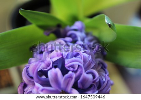 Hyacinth, beautiful blue-lilac flower, macro photography