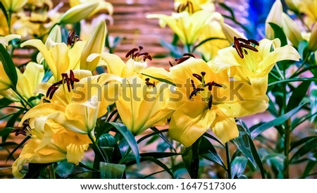 Beautiful yellow Lily flower  Commonly known as Oriental Stargazer Lily In the garden, Chiang Rai beautiful flower exhibition, Thailand 