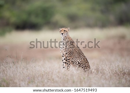 A beautiful cheetah sitting on the bush waiting for a prey