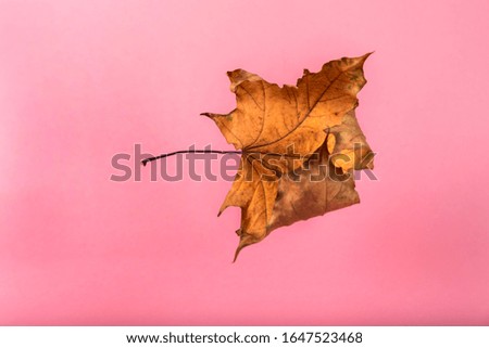 dry yellow maple leaf on a pink background