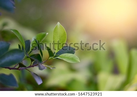 Nature view of green leaves on blurred greenery background. Focus on leaf and shallow depth of field.