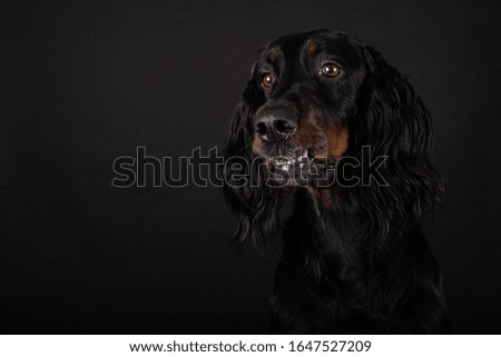Cute lovely black dog on a black background at the photo studio