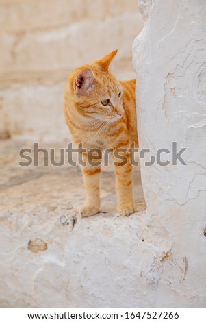 Little cats in the small streets of a white village (Ostuni, Puglia, Italy)
