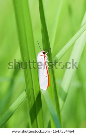 White caterpillar climbs green grass, very beautiful close up macro animal photography