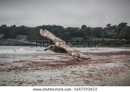 A Brown Seagull Flying over 2nd Beach in Newport R.I.