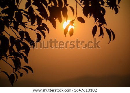 Sunset through the leaves of trees. Silhouettes of leaves on the sunset sky. Leaf frame.