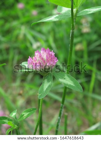 pink inflorescence of Trifolium pratense plant