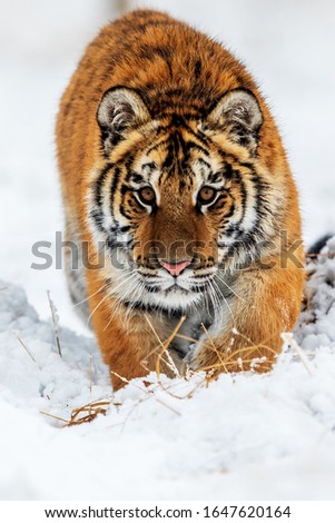 Siberian tiger Panthera tigris tigris is very dangerous
