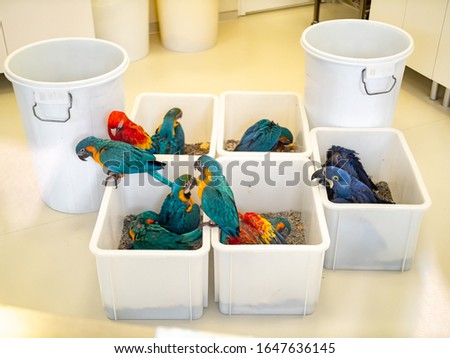 Closeup photo of small colorful parrots sitting in open cages at veterinary hospital in zoo