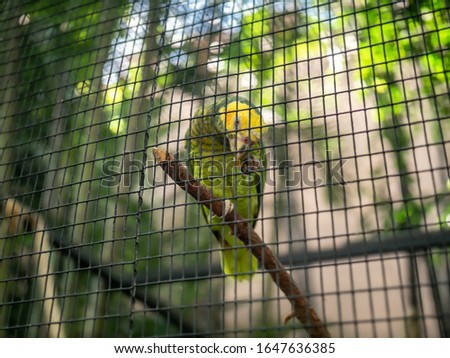 Closeup photo of green parrot sitting in aviary cage at zoo