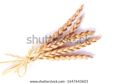 a bright closeup of a golden ripe dinkel hulled wheat Spelt Spelt (Triticum spelta dicoccum) rye grain relict crop health food ready for harvest isolated on white Royalty-Free Stock Photo #1647643603