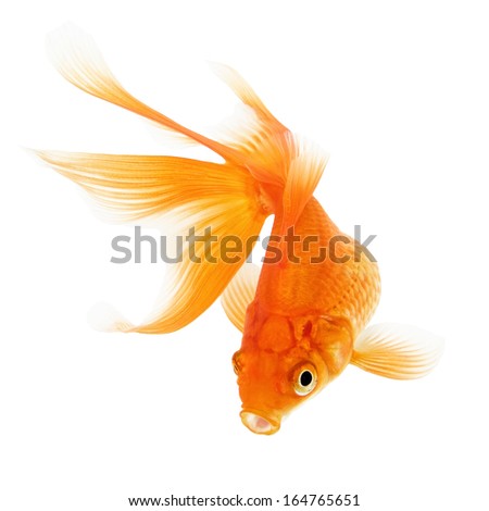 Goldfish Isolated on White Background 