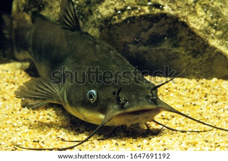 Brown Bullhead, ictalurus nebulosus, Catfish   Royalty-Free Stock Photo #1647691192