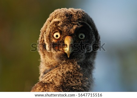 Funny photo of a young owl in nature, portrait photography