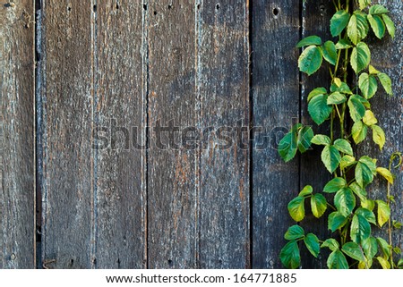 wood plank wall texture with vine at the edge