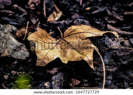Isolated, vibrant, dead brown leaf centered, in the middle of the picture, surrounded by wet dirt and fallen sticks.
