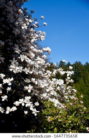 close up of magnolia blossoms