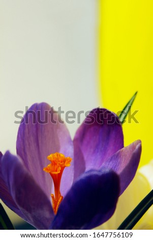 Blurry image of blue crocus flower on yellow and white background.  Abstract nature background. Cropped shot of colorful flower.