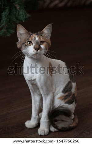 Cute tricolor cat brown background