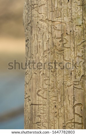 Bark beetle engravings, inner bark tunnels bored by bark beetles, galleries on a dead tree. Natural hieroglyphes on a wooden obelisk in the forest by the river, natural patterns