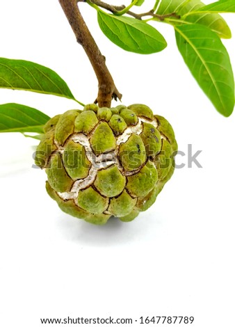 Srikaya fruit (Annona squamosa) fresh green color.  Photos with selective area.