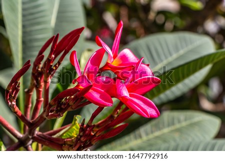Large green plumeria obtusa plants with red flowers grow in a tropical garden
