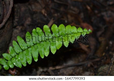 green and beautiful ferny leaf