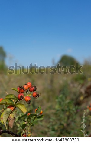 Ripe rosehip fruit on a Bush on a warm autumn day. blue cloudless sky. Drug plants. Vertical photography