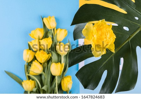 Yellow tulips flower, monstera a blue paper  background.Symbol of spring.Concept of holiday.Flowers composition.Flat lay, top view, copy space


