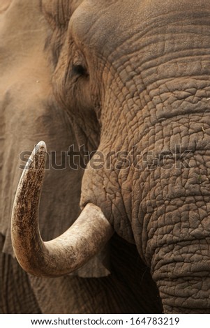 Elephant Tusk Curl Royalty-Free Stock Photo #164783219