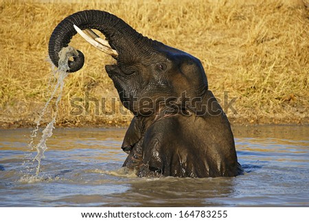 Splashing Elephant Royalty-Free Stock Photo #164783255