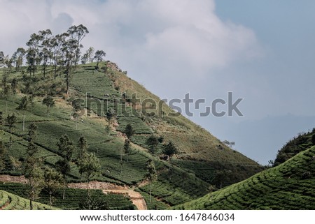 Tea plantation. Green, fresh, tea leaves growing on the plantation, in the sun. Fields in Haputale, Sri Lanka. Photo taken in Nuwara Eliya. Road to Lipton's seat.
