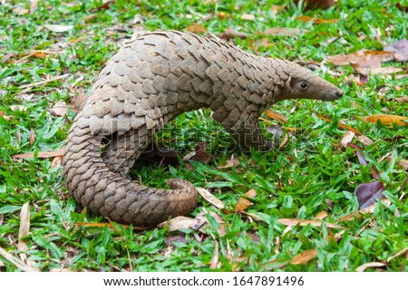 Java Pangolin (manis javanica) on green grass. It was smuggled in Asia. Because it is popularly consumed and its scales are an ingredient in Chinese medicine. Wildlife crime. Royalty-Free Stock Photo #1647891496