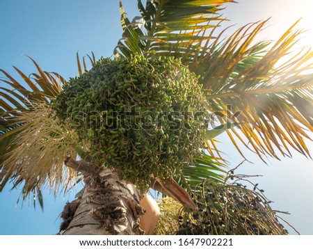 Closeup photo of sun shining through palm trees and growing acai berries