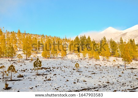 A beautiful shot of pine trees in a snowy ground during winter with a clear blue sky in the background