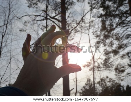 hand on the background of a bright sunset and winter coniferous and deciduous forest on a winter day