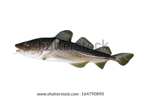  big cod fish on a white background