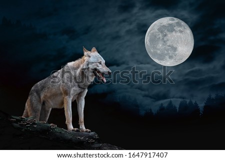 Wolf stands on the edge of a rock at night against a full moon background