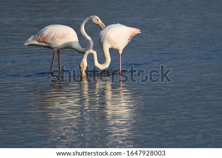 Flamingos, when they are eating the most dominant tend to peck the little ones.