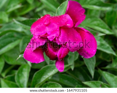 Dark pink semi-open peony flower on a green leaf background. Raindrops on a flower. 