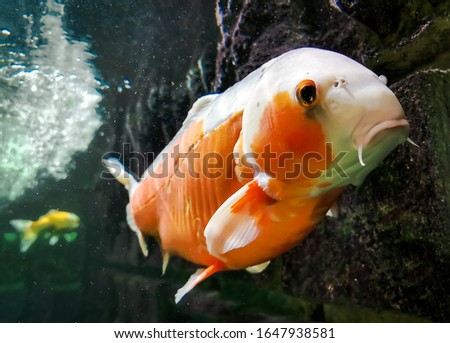 Close up view of beautiful giant japanese KOI carp fish.