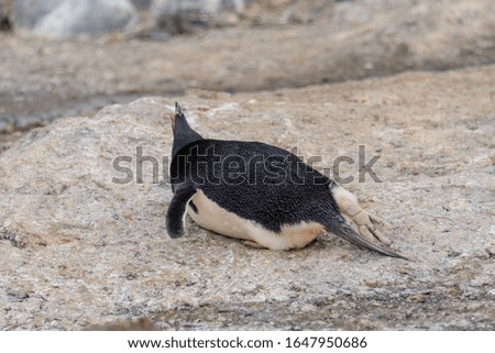 Adelie penguin laying on beach in Antarctica