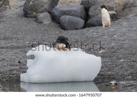 Adelie penguin standing on ice in Antarctica