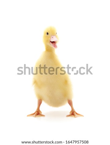 One yellow duck isolated on a white background.