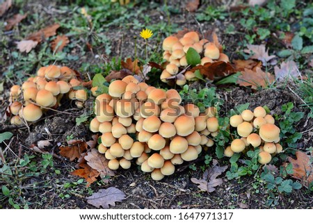 Sulfur tuft  on a tree stump, Hypholoma fasciculare, Mushrooms