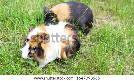 guinea pig. Two guinea pigs guinea pig sitting in the green grass. copyspace