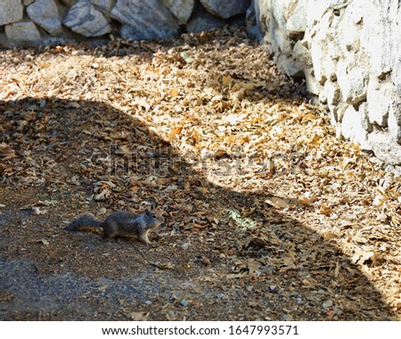 A ground squirrel walking near the trail around Lake Fulmor in San Jacinto mountains.