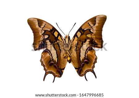 amazing brown butterfly with colored spots on the wings isolated on white background